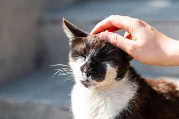 Woman hand petting sleepy or blind stray black and white cat on porch steps of street in New...