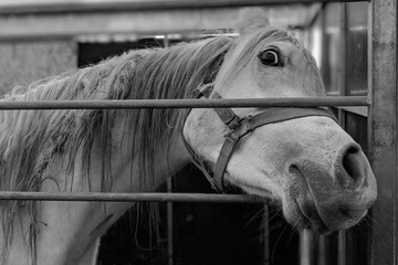 Portret konia w stajni - czarno białe