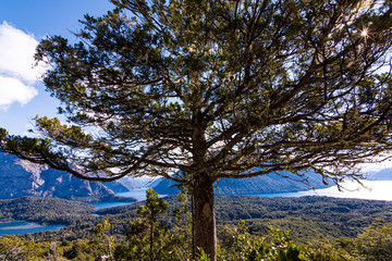 Fototapeta premium Close up view of a Coihue tree against mountains and lake in Nahuel Huapi National Park, Bariloche, Patagonia, Argentina