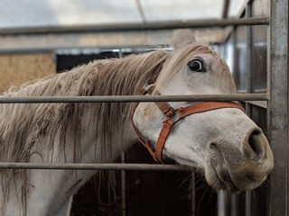 Portret konia w stajni - kolor