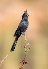 desert phainopepla in cacti 