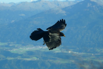 Alpine chough on the top of Gleirschspitze innsbruck Austria