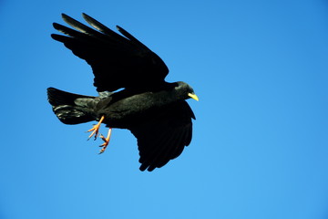 Alpine chough on the top of Gleirschspitze innsbruck Austria