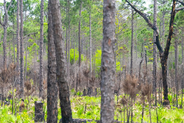 Destin or Miramar beach swamp scenery with trees and plants in Florida panhandle gulf of Mexico near Henderson State Park