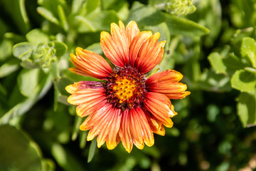 Blanketflower