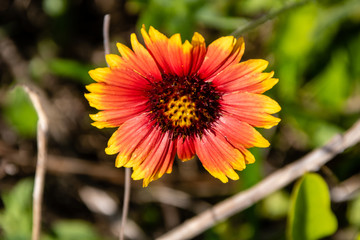 Blanketflower