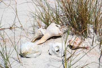 Shells on the beach