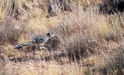 western roadrunner in field