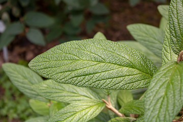 Close-up of the leaves of the wrinkled Leaf Viburnum plant.