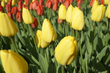 Obraz premium Yellow tulip Tulip garden keukenhof Netherland
