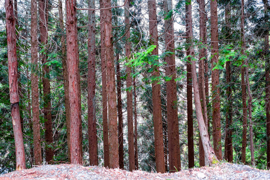 Green pine tree forest in early spring winter in Gifu Prefecture, Japan garden park near Okuhida Villages on hiking trail