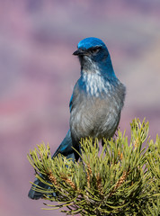Blue Scrubjay i trees