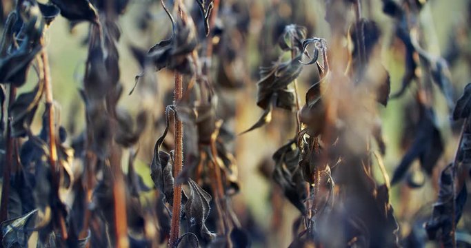 Dried plants. Jerusalem artichoke withered, drought killed the plant