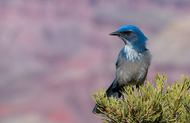 Blue Scrubjay i trees