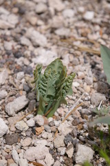 Pumice Moonwort