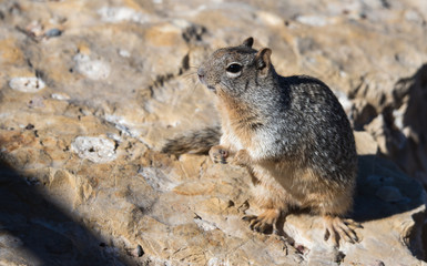 Grand Canyon ground squirrel 