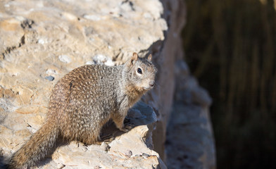 Grand Canyon ground squirrel 