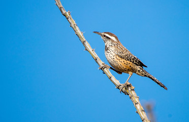 cactus wren on cacti