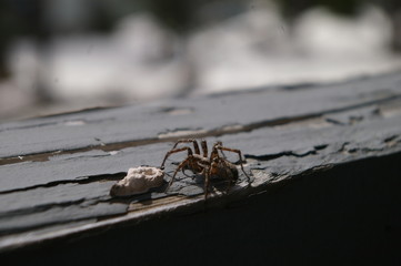 Spider