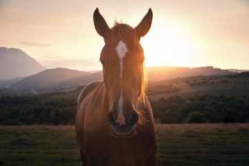 Pferd auf Wiese im Sonnenuntergang © Sylvia Günther