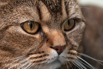 Charming British shorthair cat anxiously and intently looks to the side, on a blurred background. Close-up.