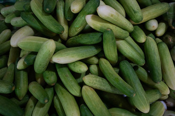 Fresh cucumber for sale in the market.