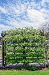 A flowering crabapple tree, Malus Dolgo, has been trained in the formal espalier style to grow its fruit on horizontal branches.