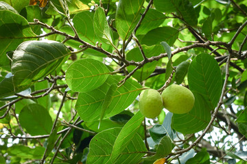 Artocarpus lacucha fruit on tree