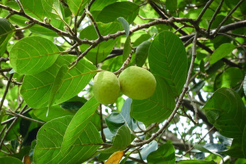 Artocarpus lacucha fruit on tree