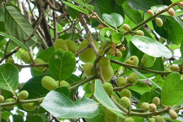 Artocarpus lacucha fruit on tree