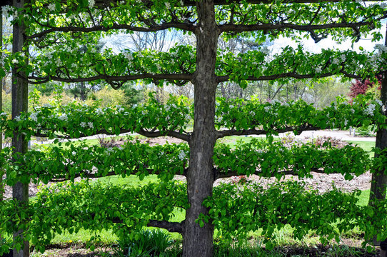 A flowering crabapple tree has been trained to grow as a living wall using the espalier pruning method.