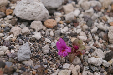 Dwarf Monkey Flower