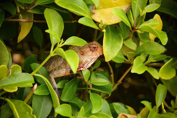 frog on leaf