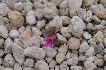 Dwarf Monkey Flower