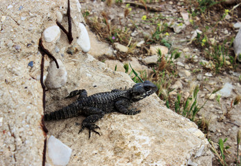 The lizard disguises itself and hides on the stones in the old city, Jerusalem.