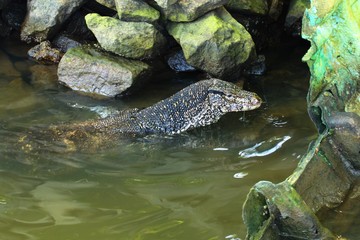 crocodile in water