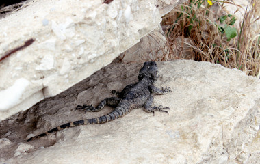 The lizard disguises itself and hides on the stones in the old city, Jerusalem._2