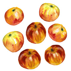 Watercolor set, ripe autumn apples isolated on white background. 