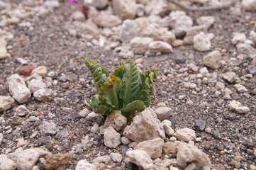 Pumice Moonwort