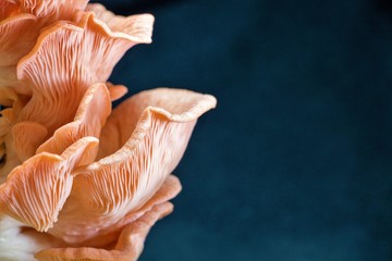 Fototapeta na wymiar Pink mushroom harvested at home 