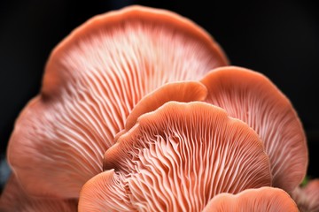 Pink mushroom harvested at home 
