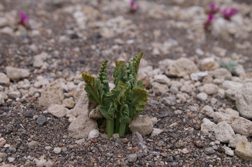 Pumice Moonwort