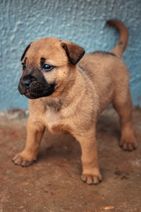 Obraz premium portrait of a dog