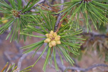 Budding Spring Growth