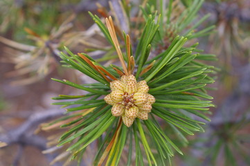 Budding Spring Growth