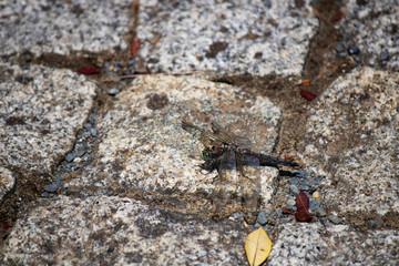 Dragonfly beetle in black color. It was laid on the cobblestone.