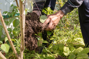 A causasian man planting a tree in garden, he takes soil by his hands and loosen the ground