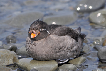 big buzzard sitting on the stones