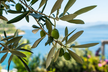 Green olive branch on the sea background.