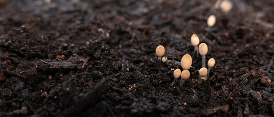 Small wild mushrooms with oval head growing in brown soil in Autumn. Copy space on left.